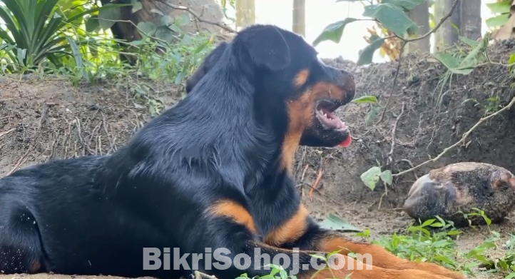 Rottweiler